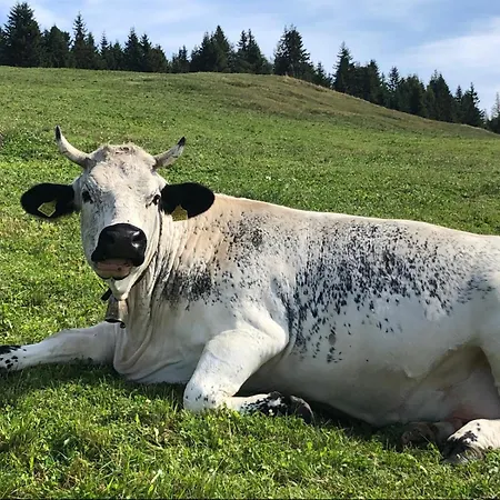 Designer With Rooftop Zürich